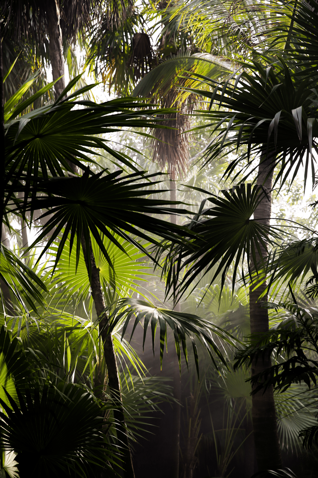 Comedor abierto de ARCA Tulum con luz natural filtrándose entre la vegetación de la selva Comedor abierto de ARCA Tulum con luz natural filtrándose entre la vegetación de la selva